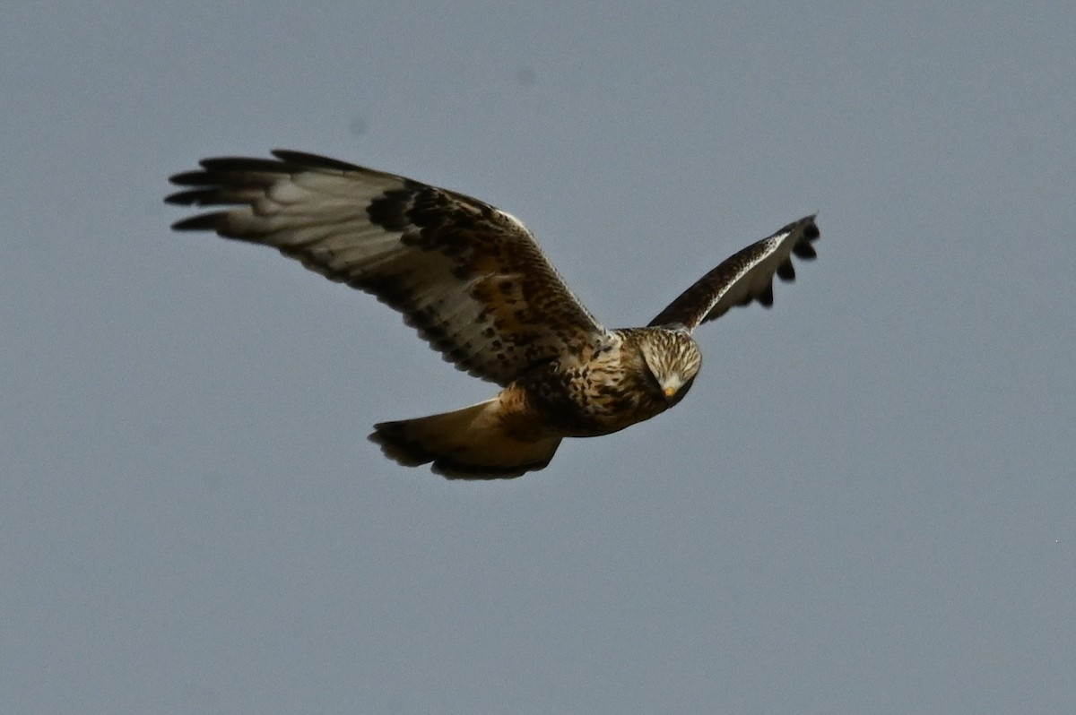Rough-legged Hawk - ML646667770