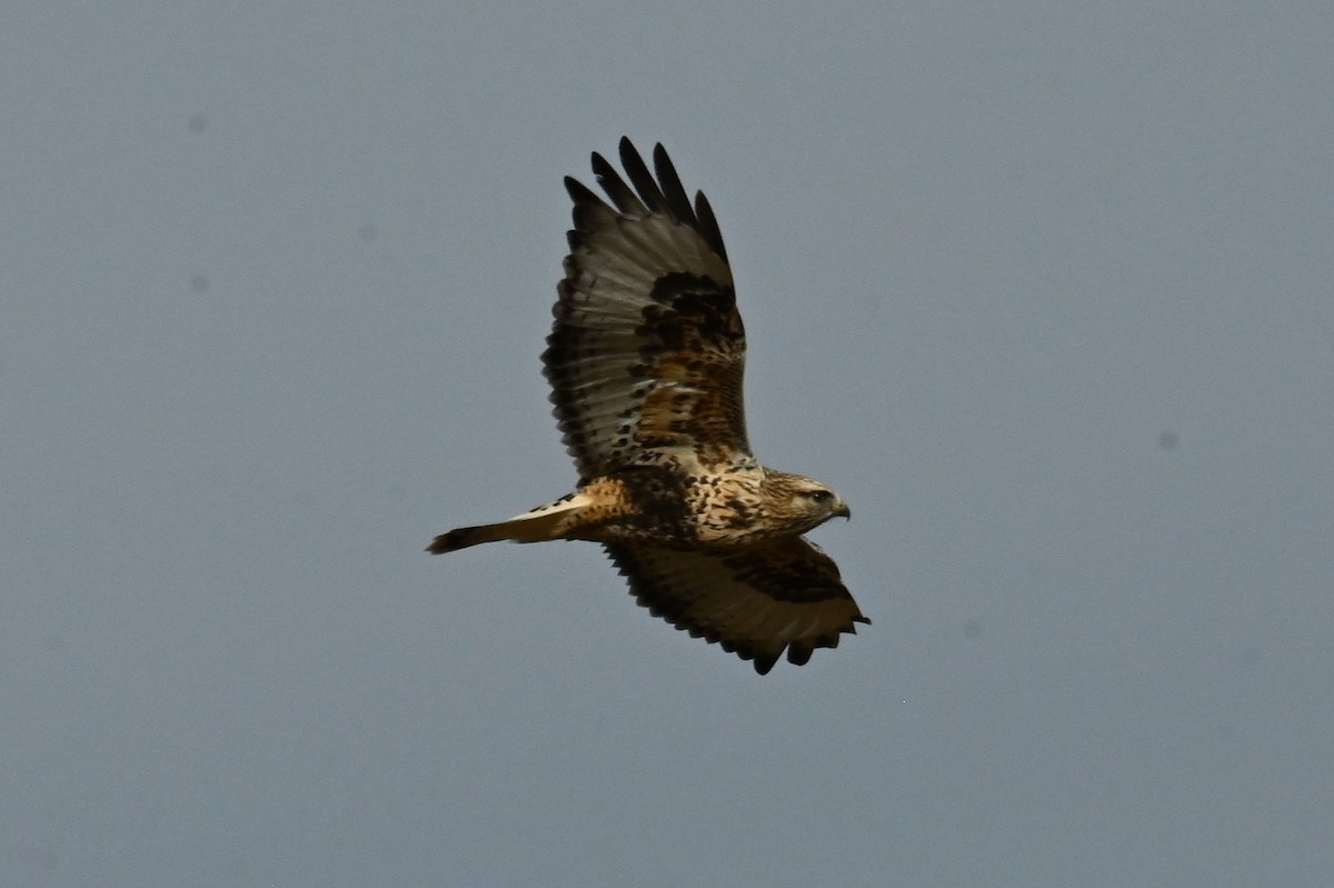 Rough-legged Hawk - ML646667771