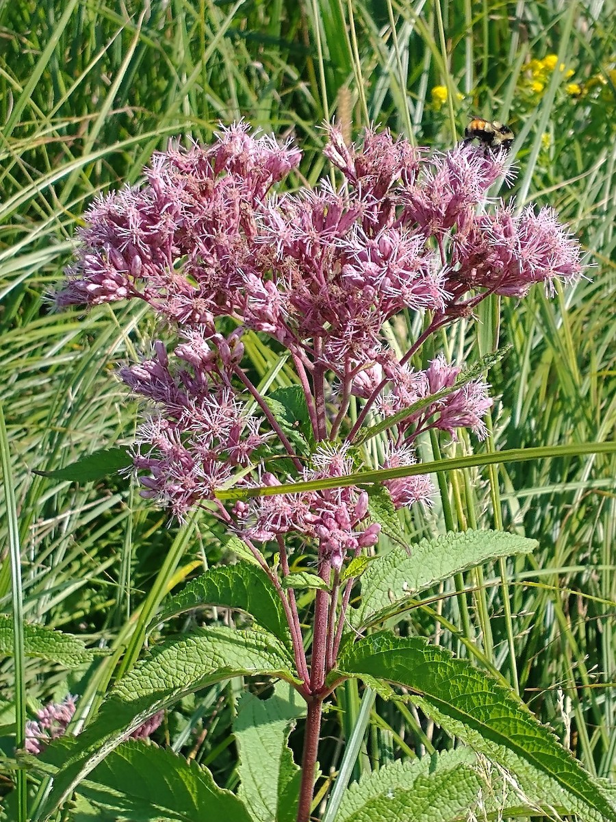 Abejorros - ML646667774