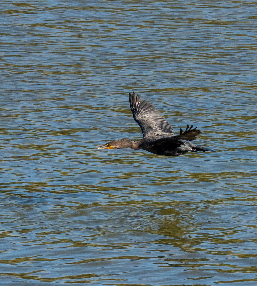 Баклан вухатий - ML646667775