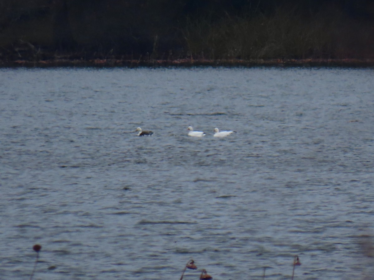 Snow Goose - ML646667776