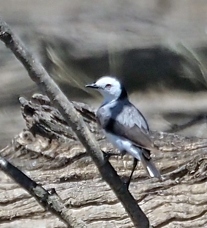 hvithodehonningskvett - ML646667778