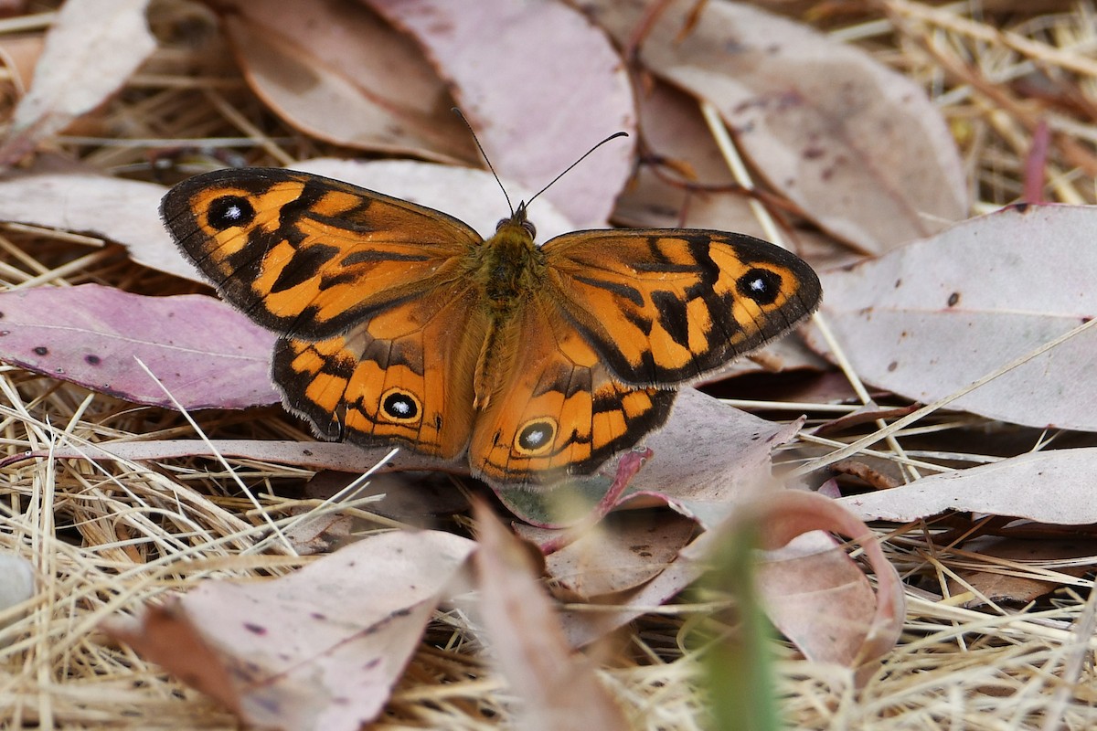 Common Brown - ML646667780