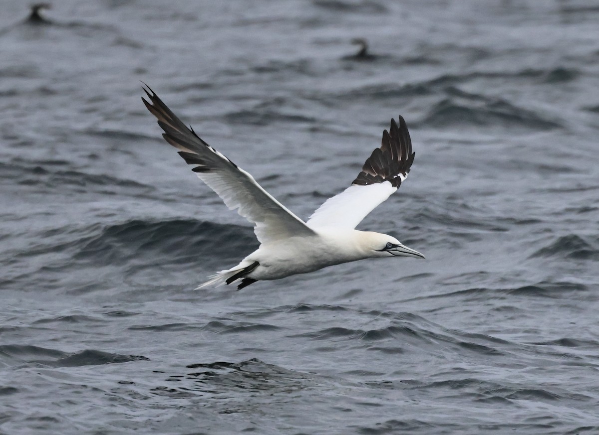 Alcatraz Atlántico - ML646667781