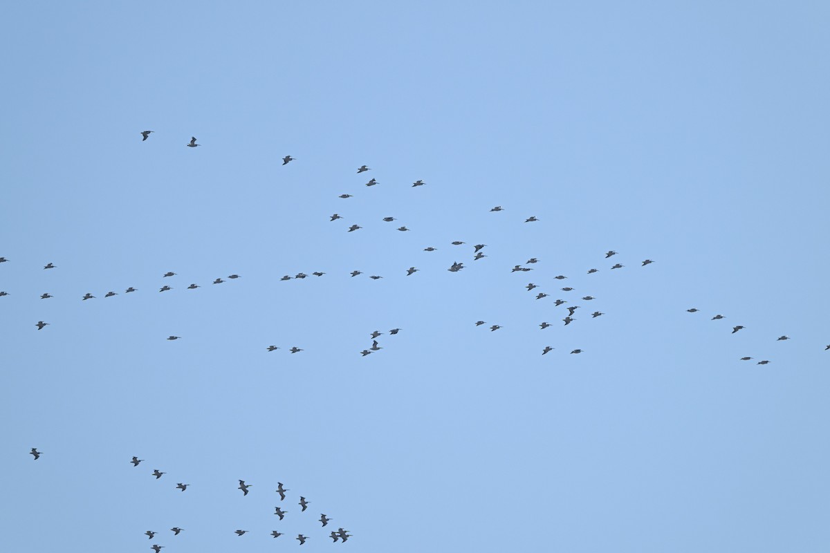 Nashornpelikan - ML646667782