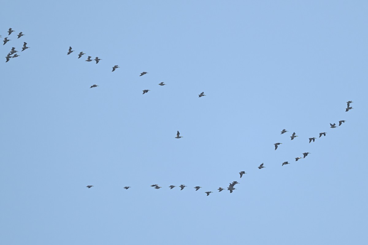 Nashornpelikan - ML646667783