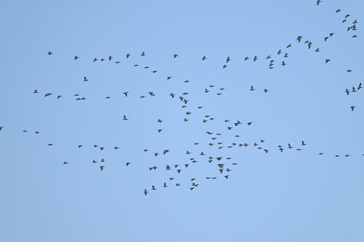 Pélican d'Amérique - ML646667784