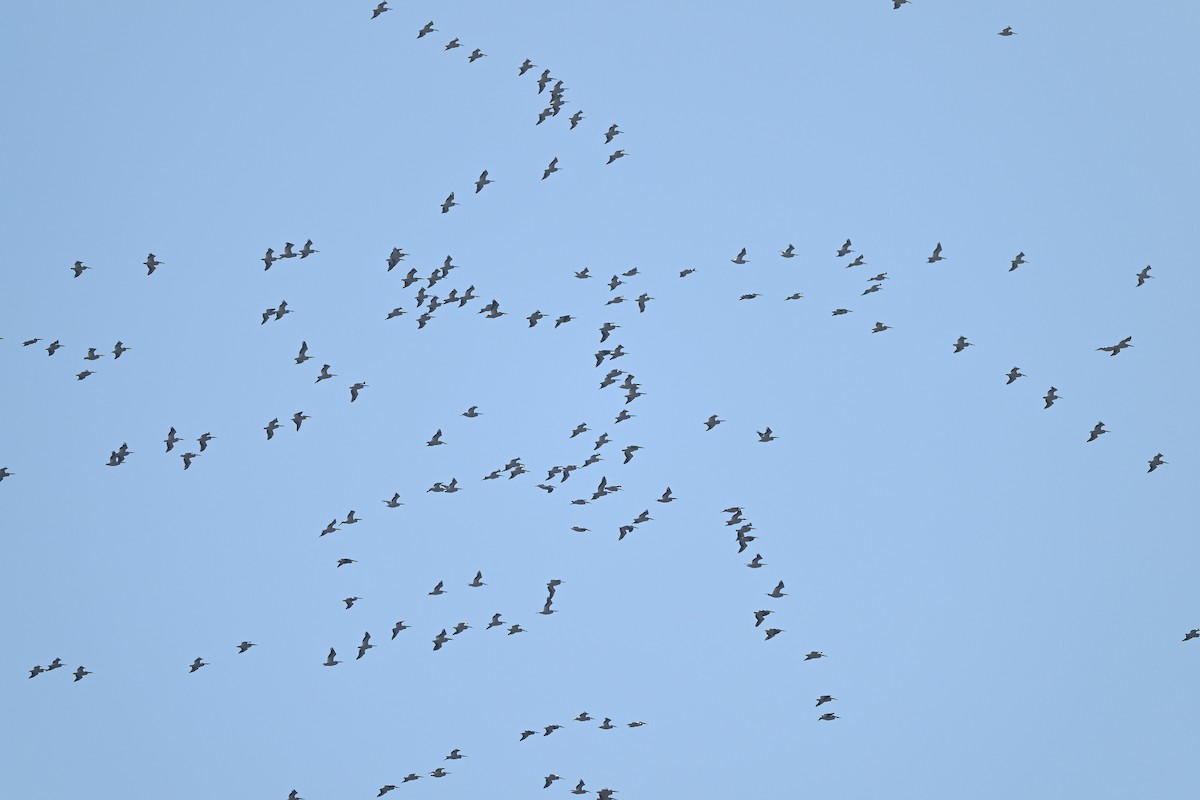 Nashornpelikan - ML646667785