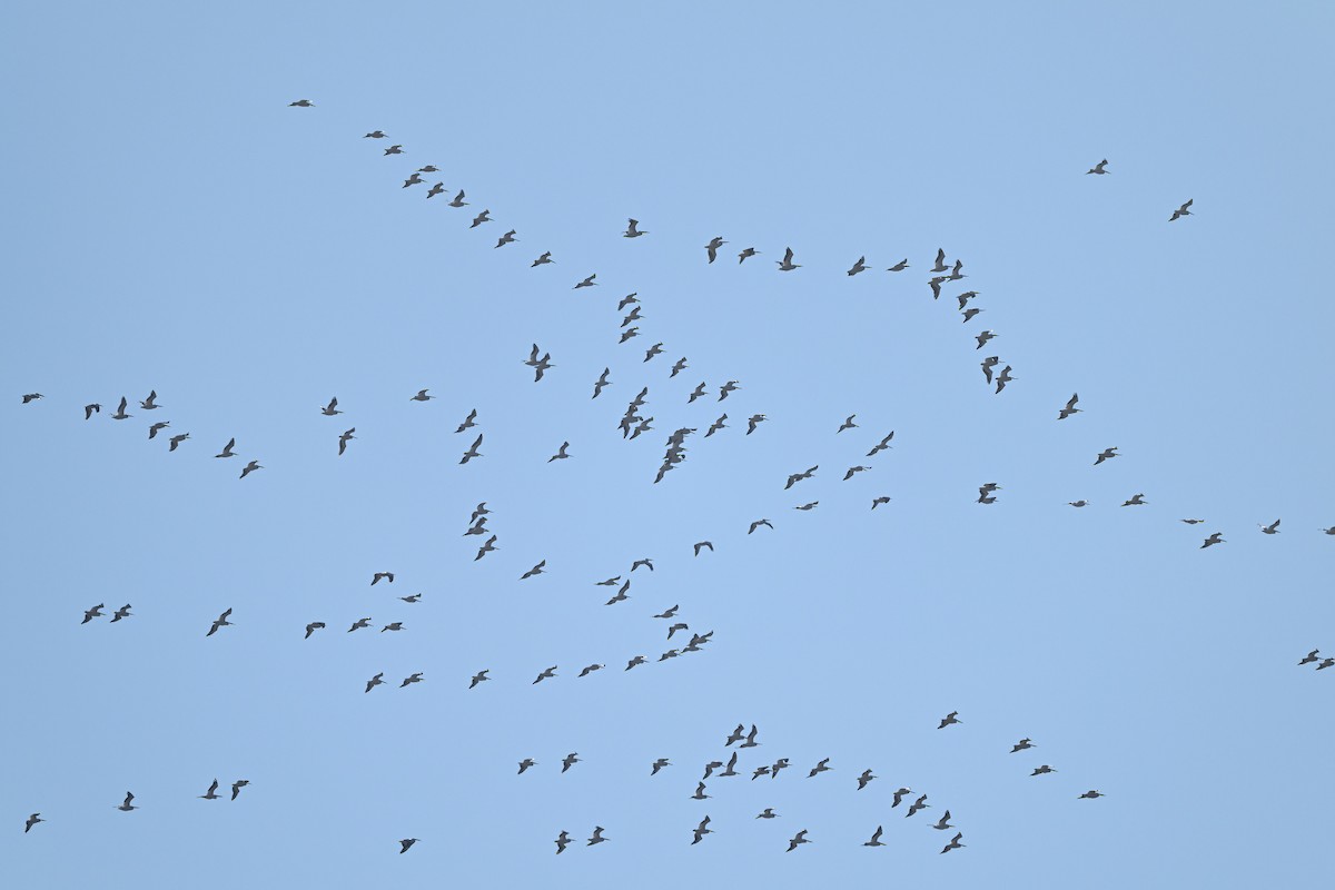 Nashornpelikan - ML646667786