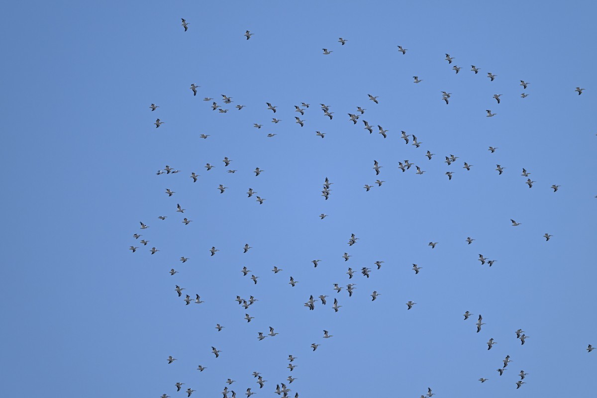 Pélican d'Amérique - ML646667787