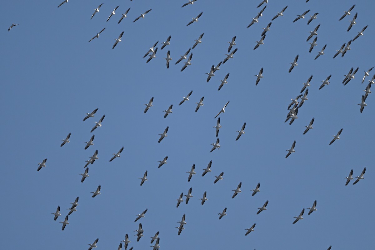 Nashornpelikan - ML646667788