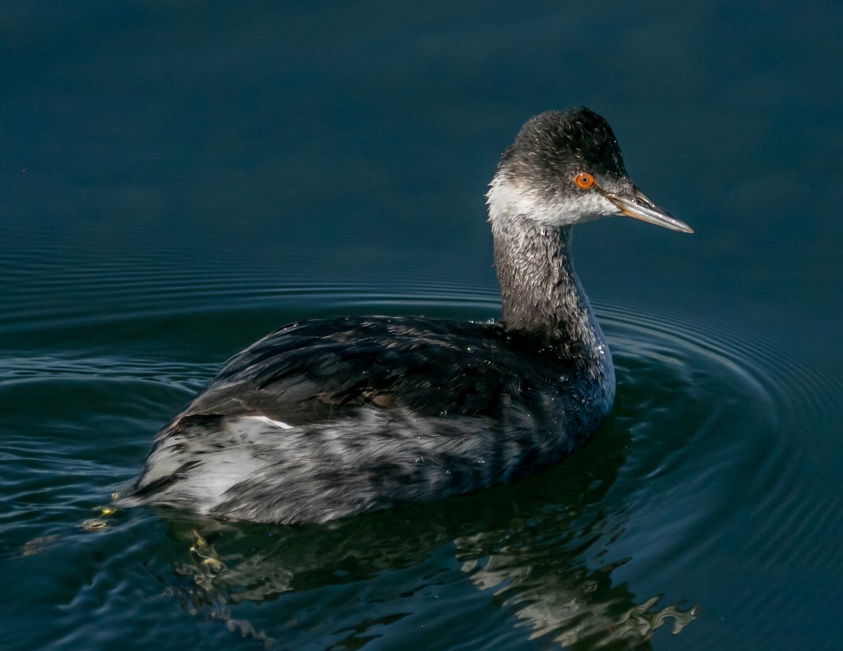 Grèbe à cou noir - ML646667789