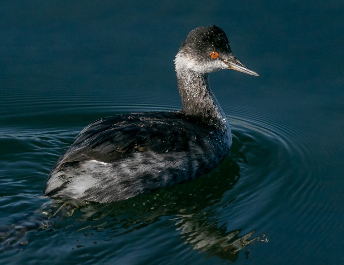 Grèbe à cou noir - ML646667790