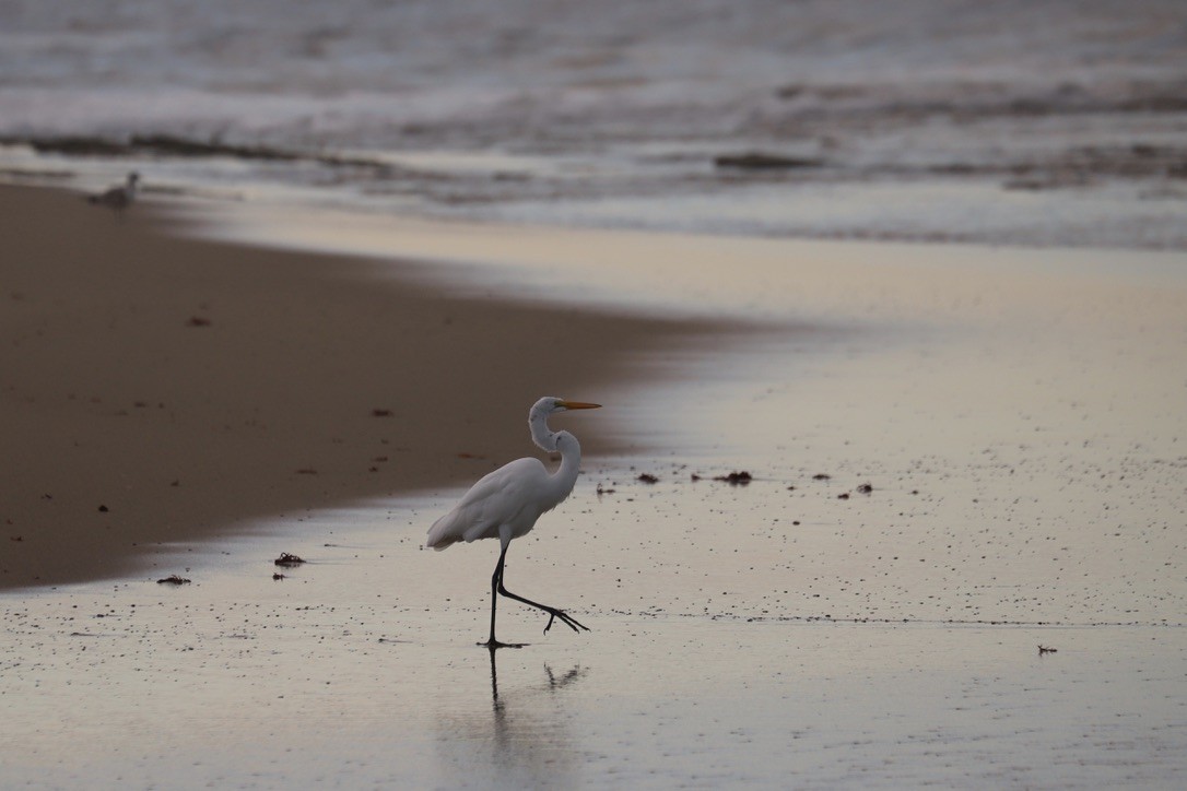 ダイサギ - ML646667791