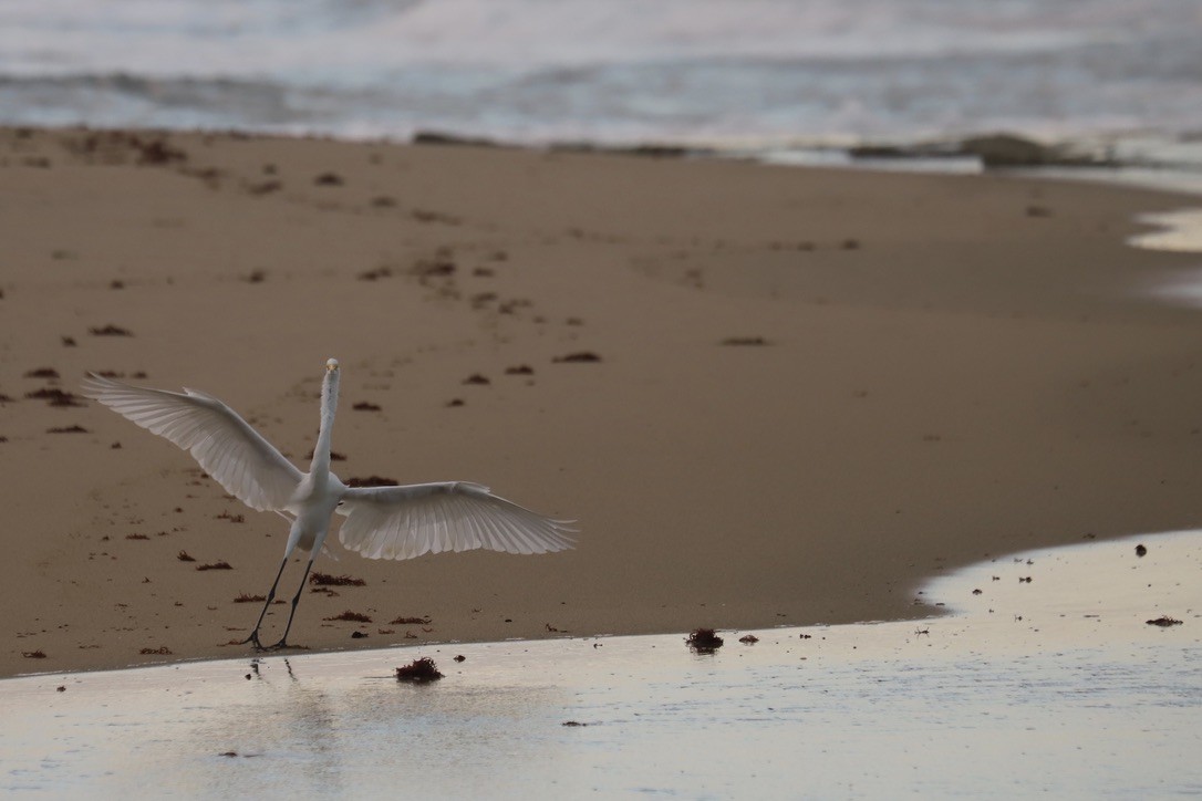 ダイサギ - ML646667792