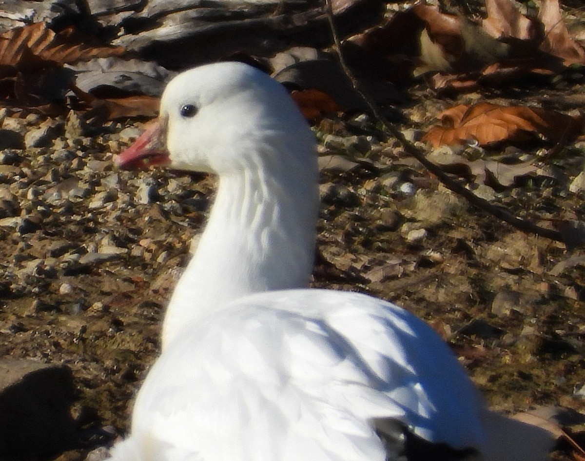 Zwergschneegans - ML646667793