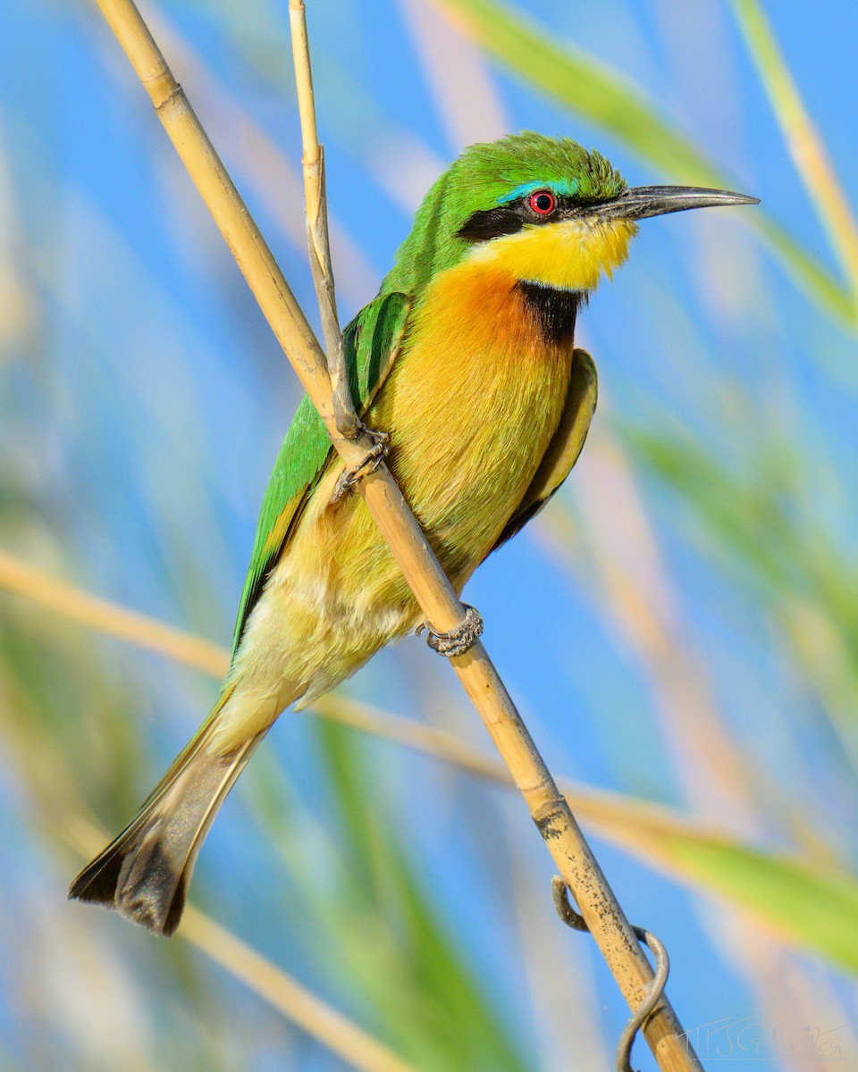 Little Bee-eater - ML646667796