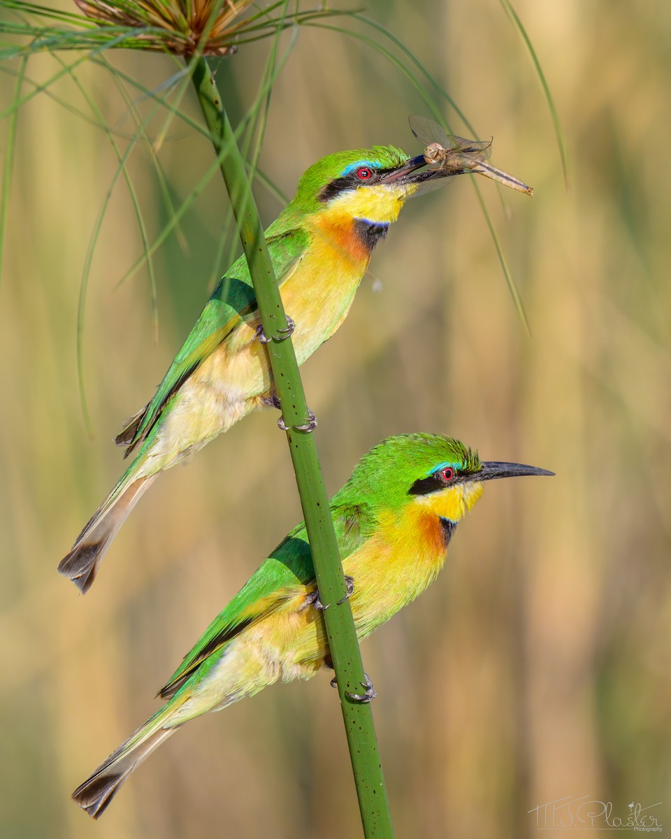 Little Bee-eater - ML646667797