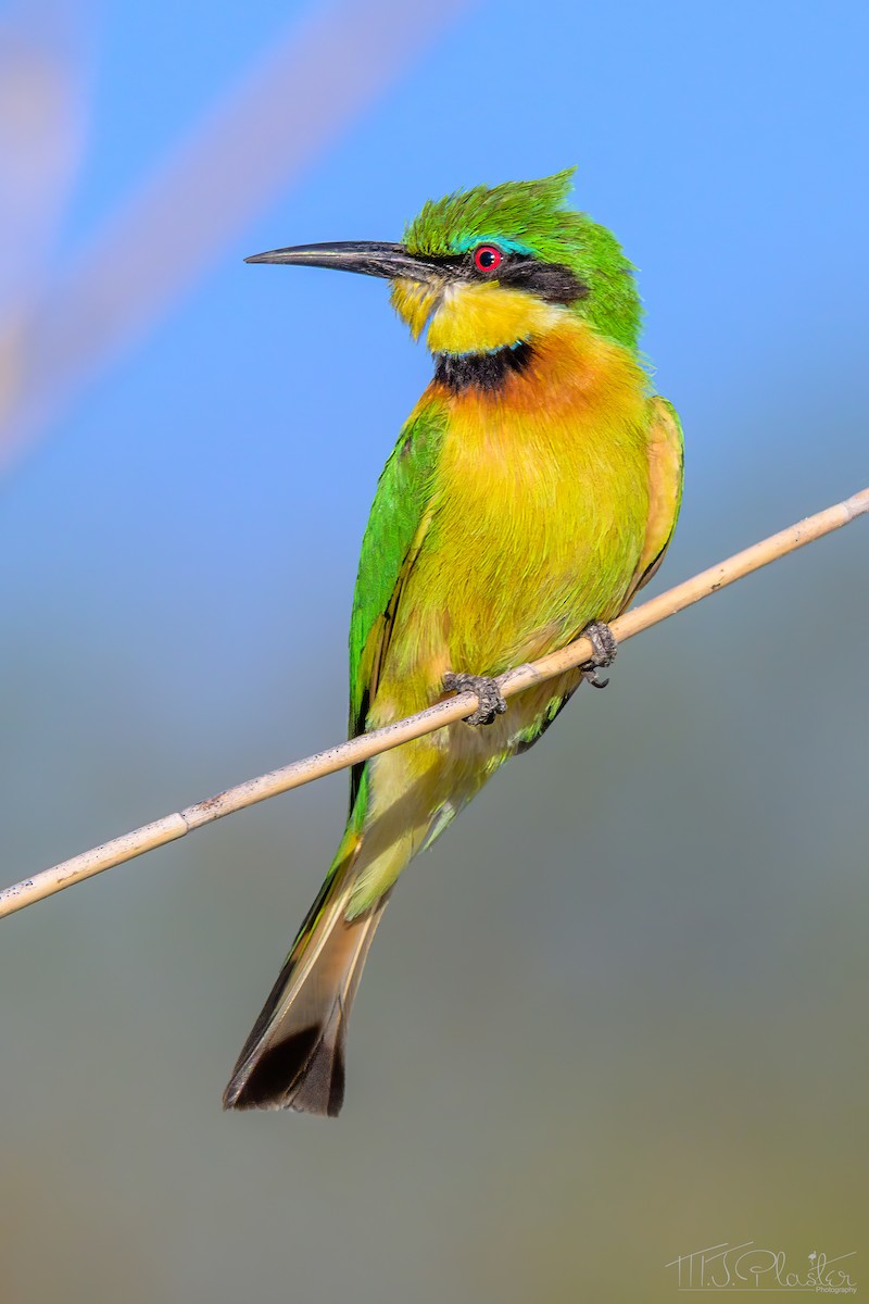 Little Bee-eater - ML646667798