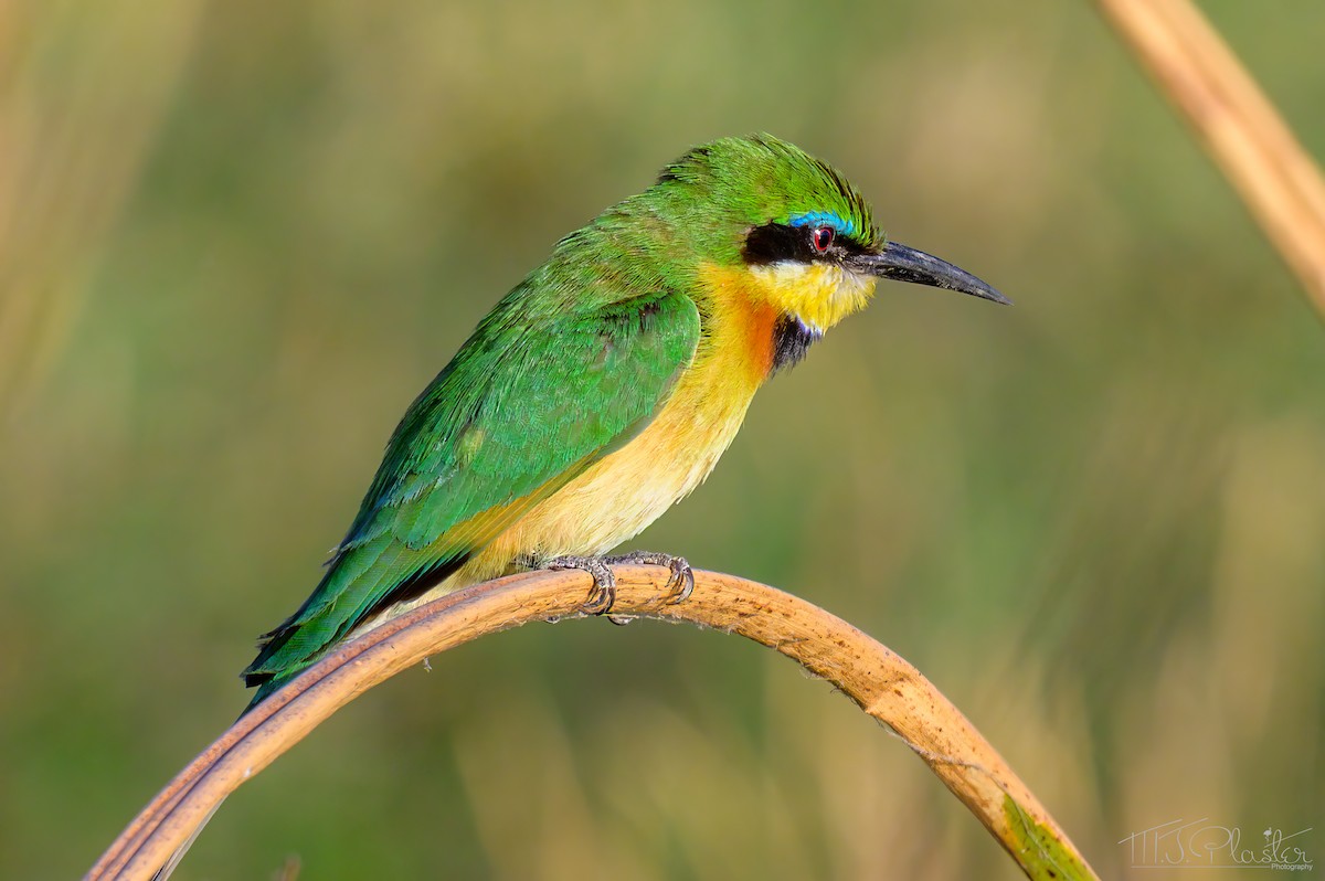 Little Bee-eater - ML646667799