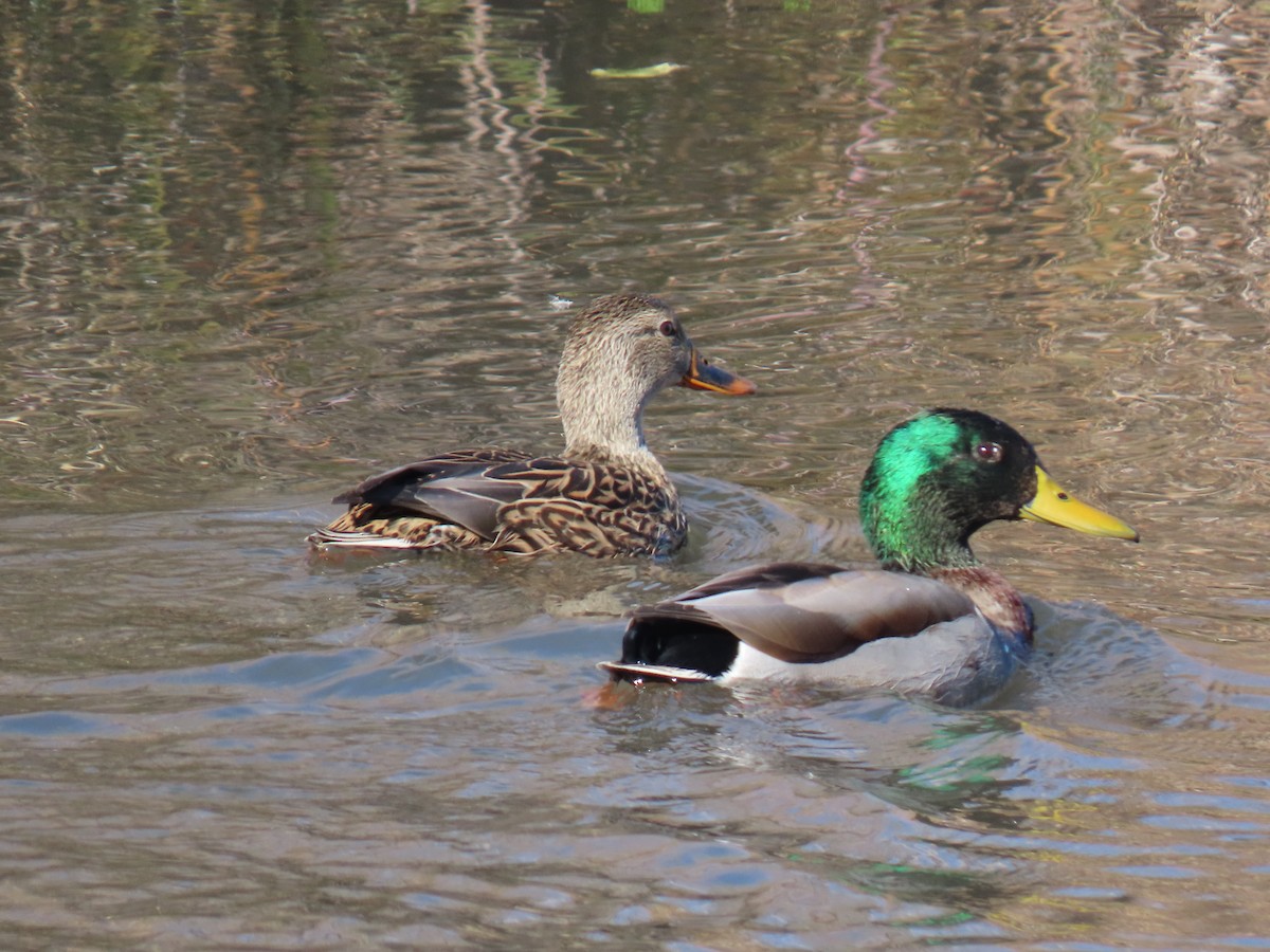 Mallard - ML646667801
