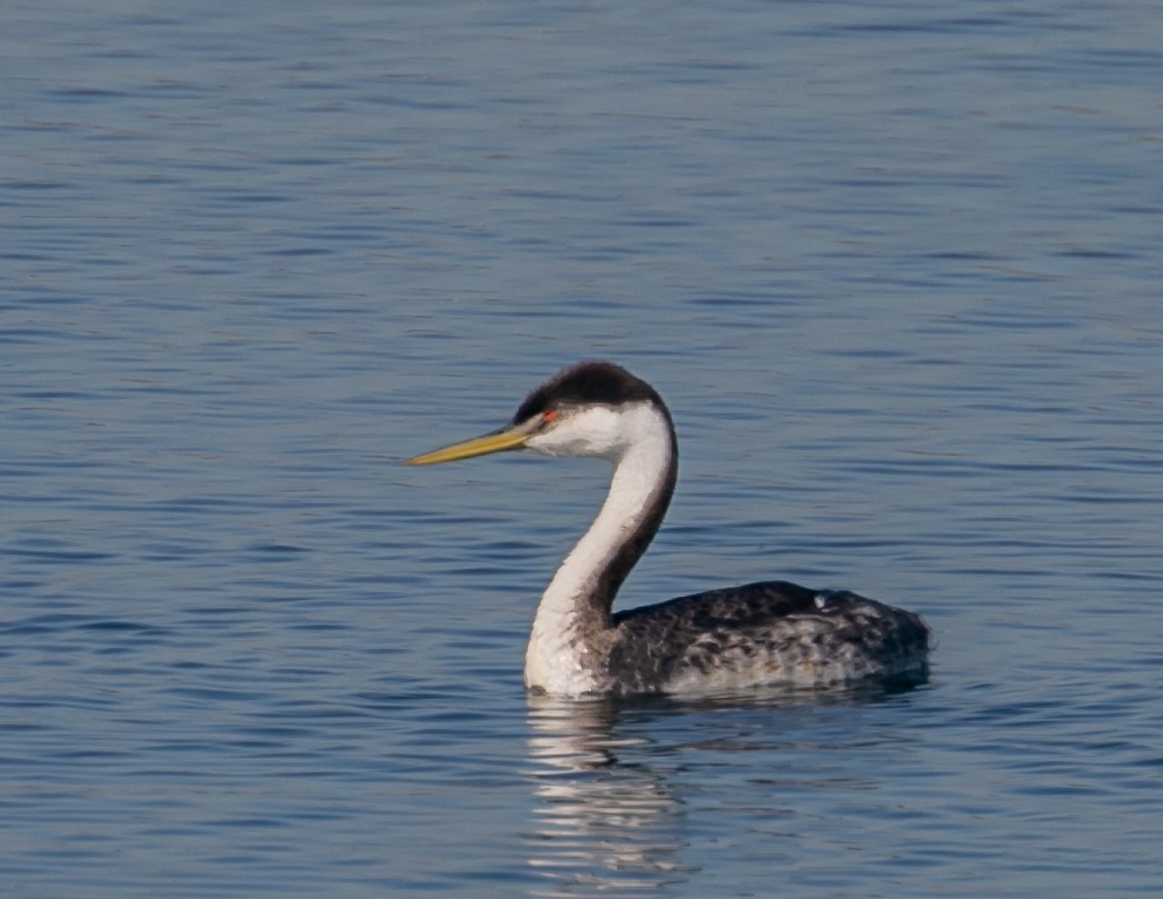 Renntaucher - ML646667802