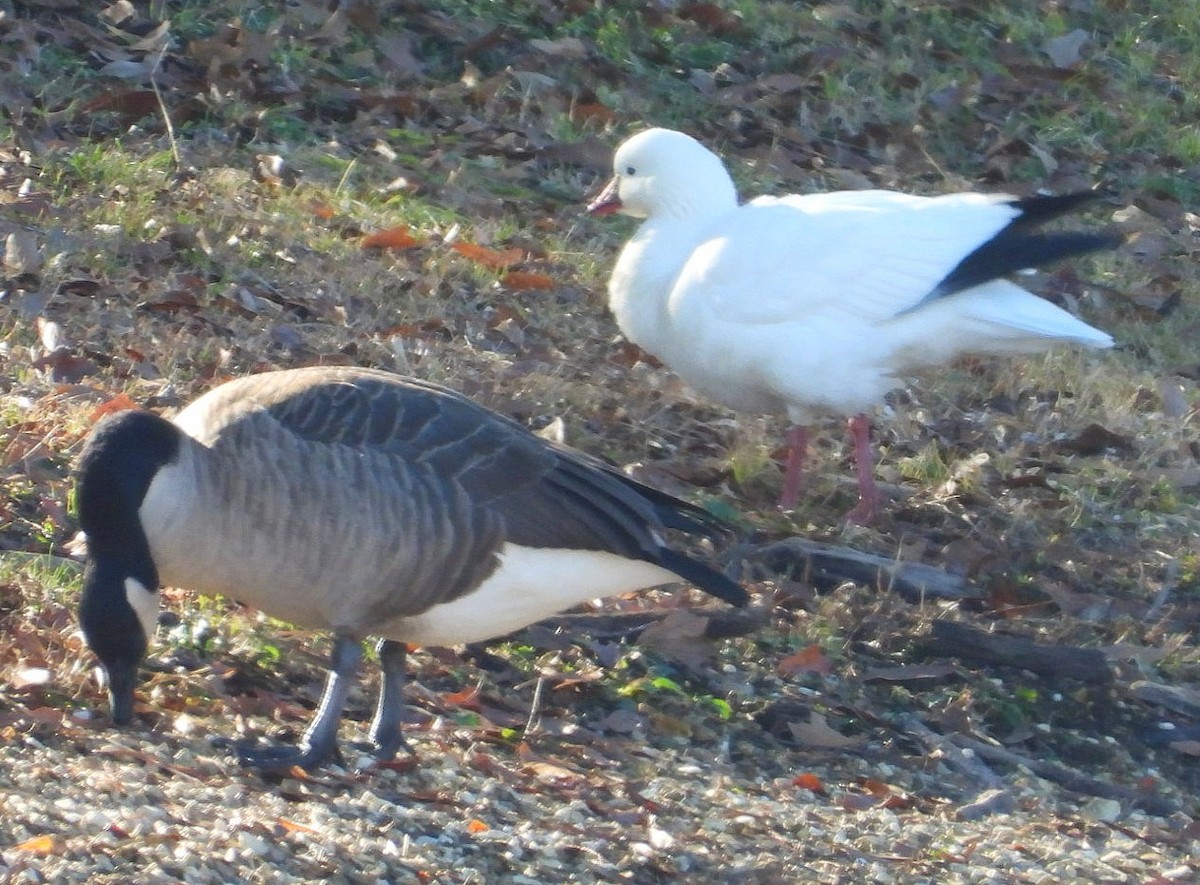 Zwergschneegans - ML646667805