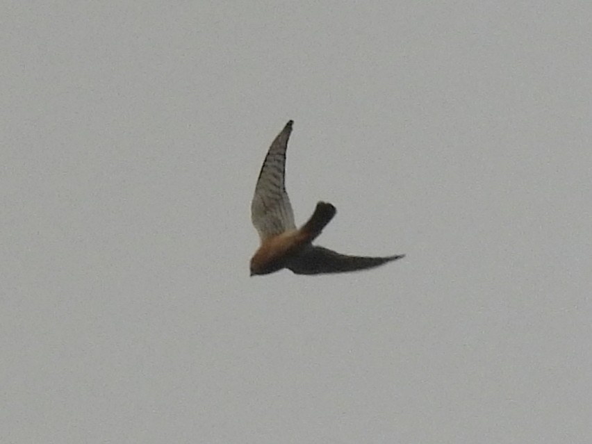 American Kestrel - ML646667806