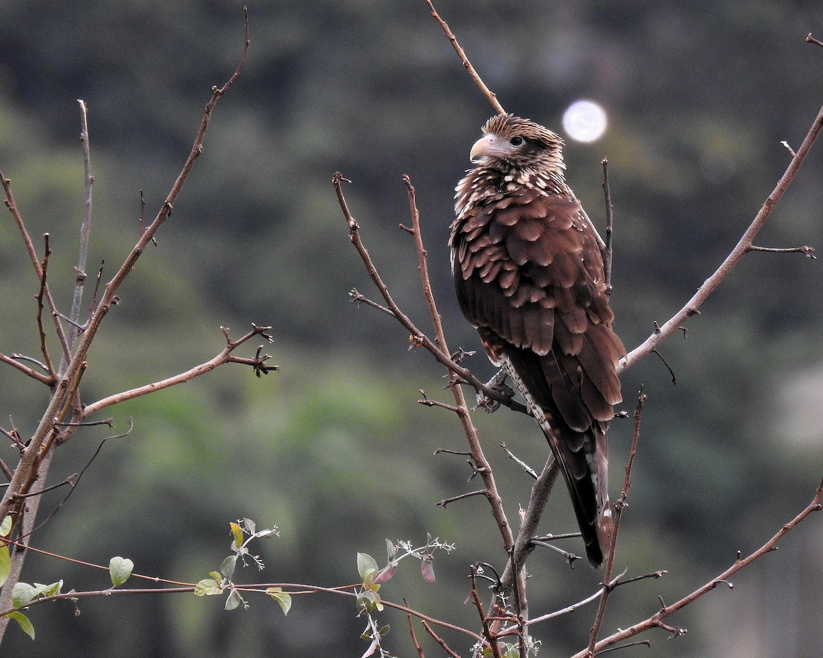 Gelbkopfkarakara - ML646667807