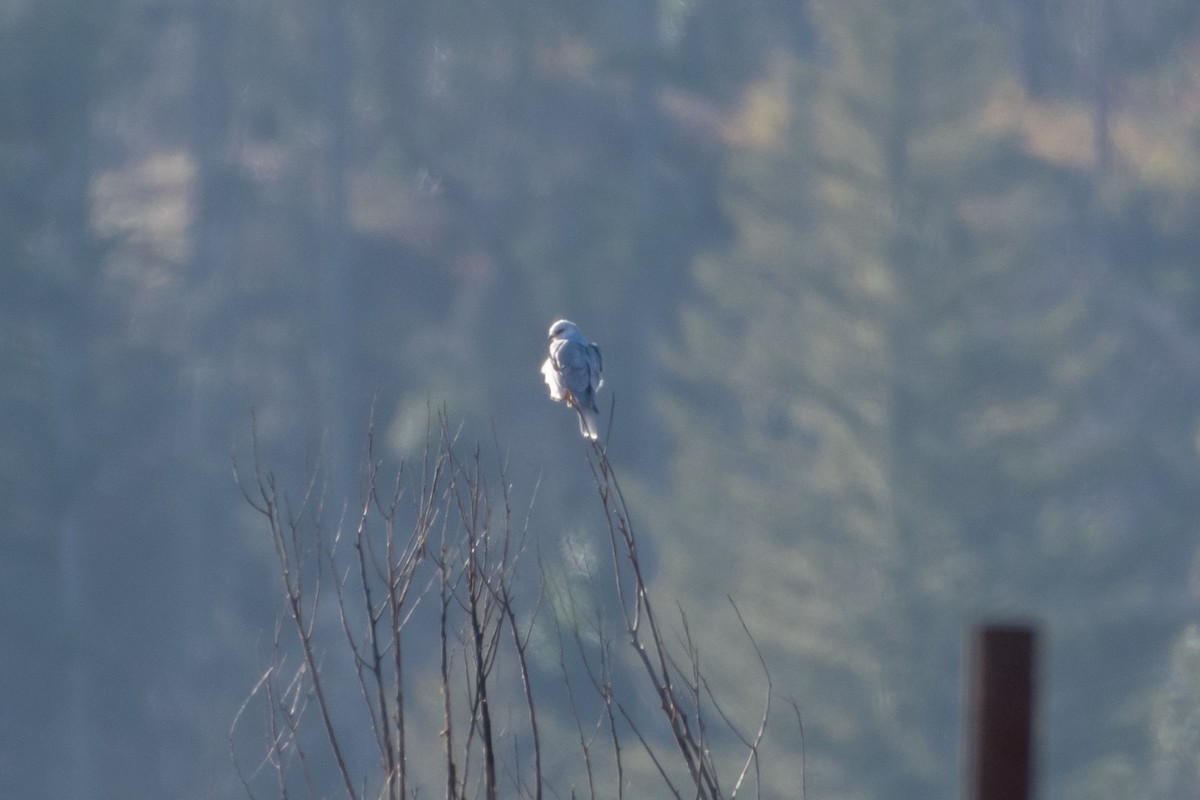 White-tailed Kite - ML646667810