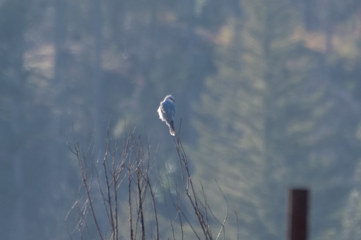 White-tailed Kite - ML646667811