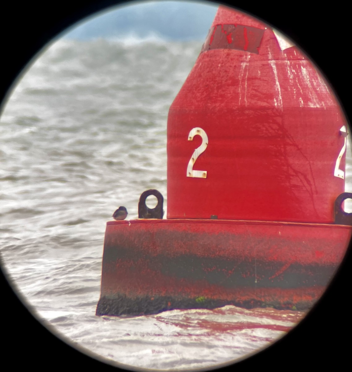 Meerstrandläufer - ML646667812