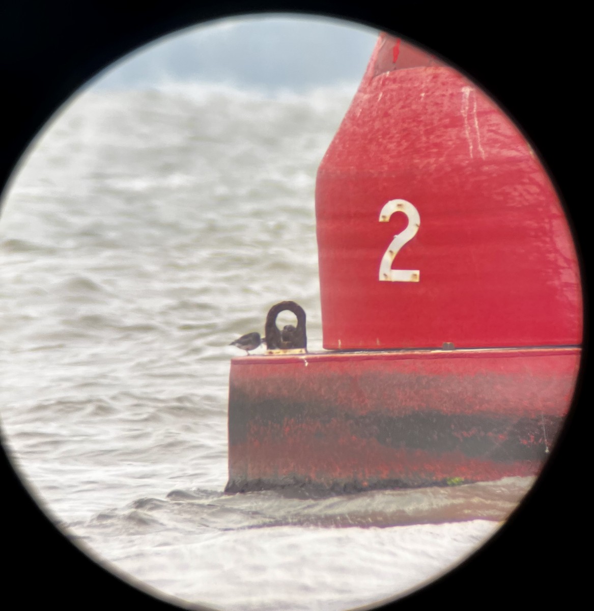 Meerstrandläufer - ML646667813