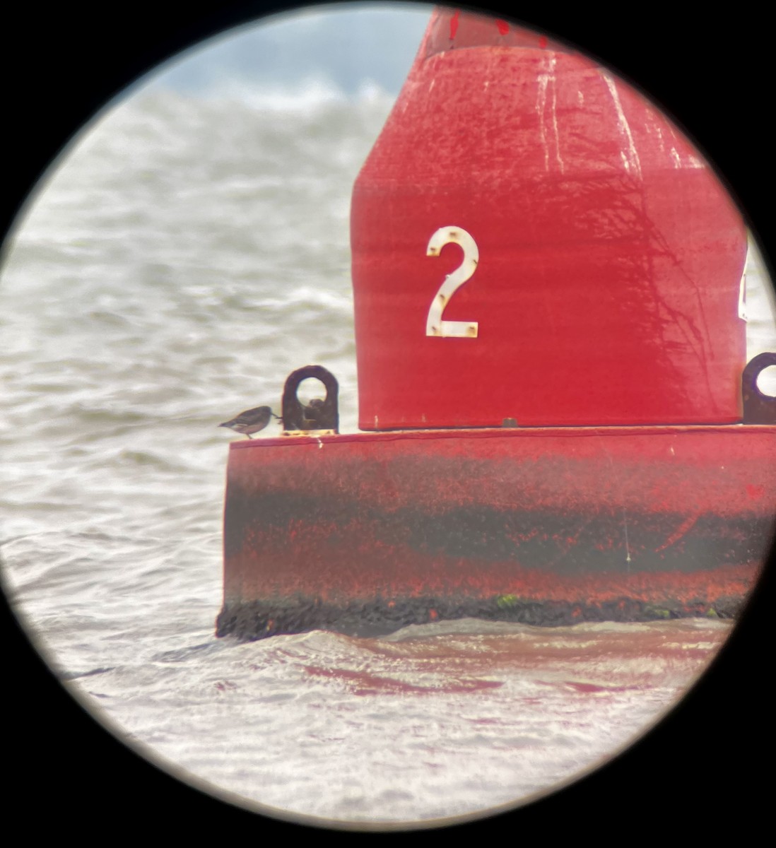 Piovanello violetto - ML646667814