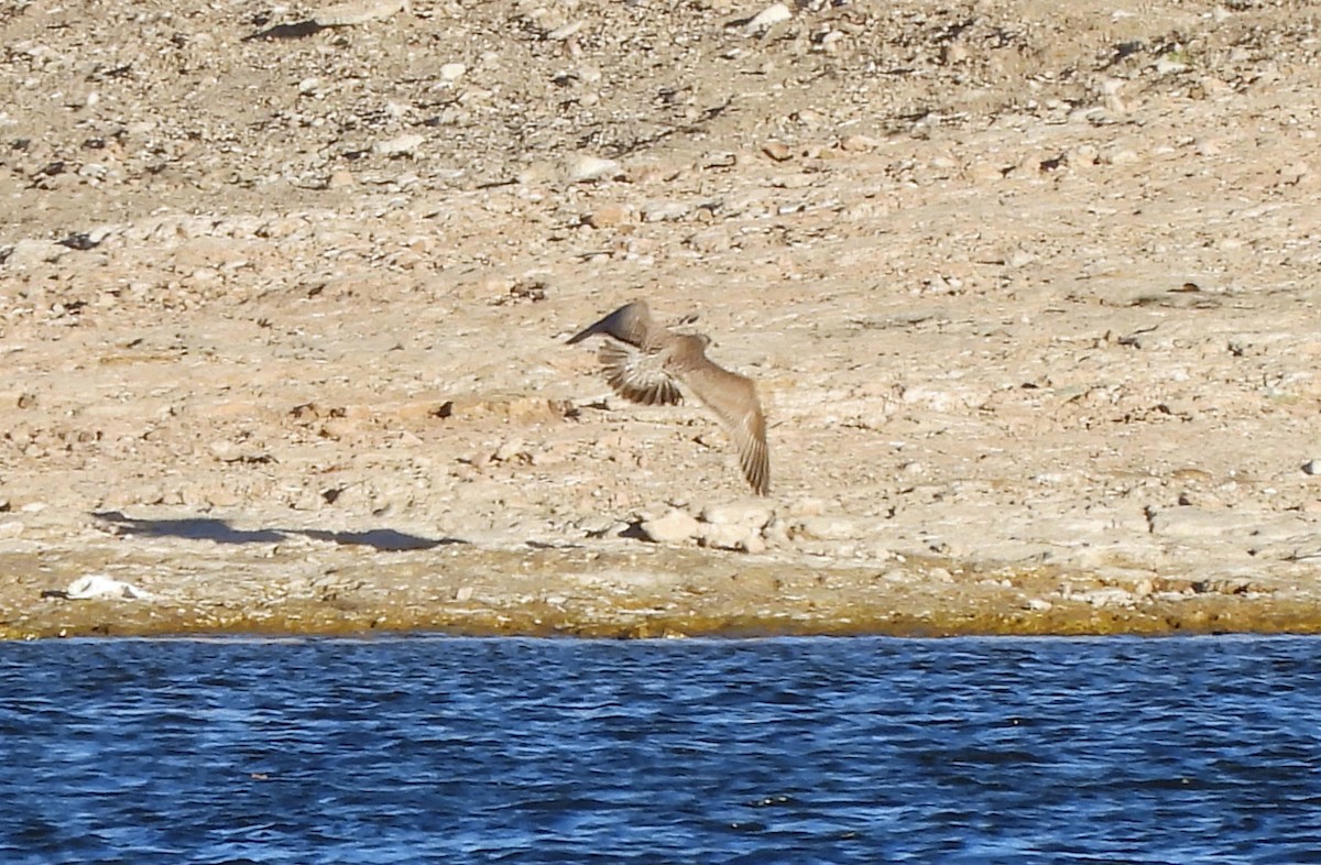 American Herring Gull - ML646667815