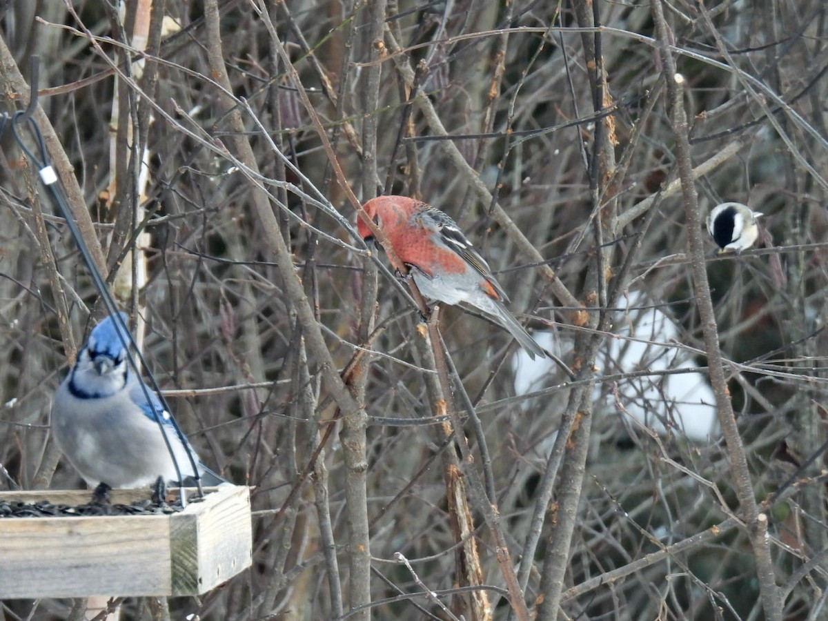 Blauhäher - ML646667816