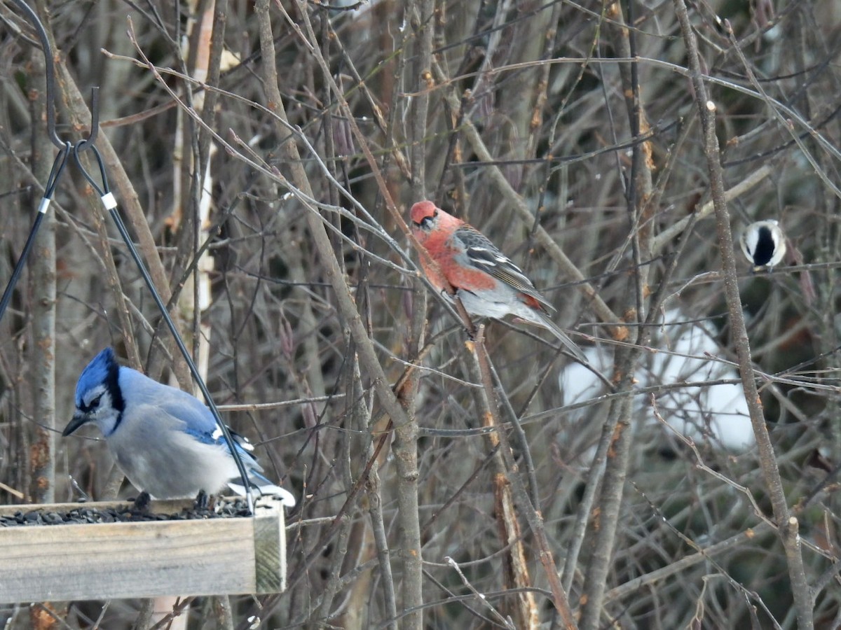 Blauhäher - ML646667817