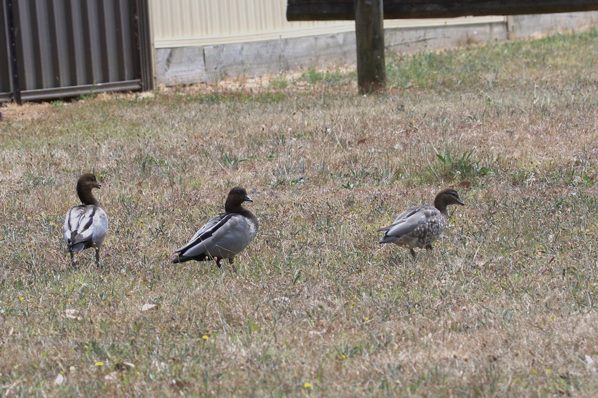 Mähnenente - ML646667818