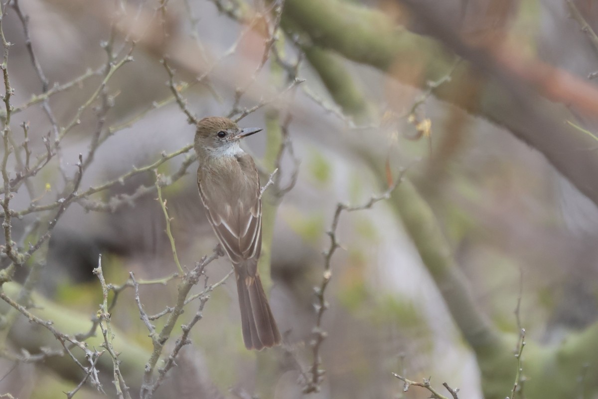 Braunschopftyrann - ML646667819