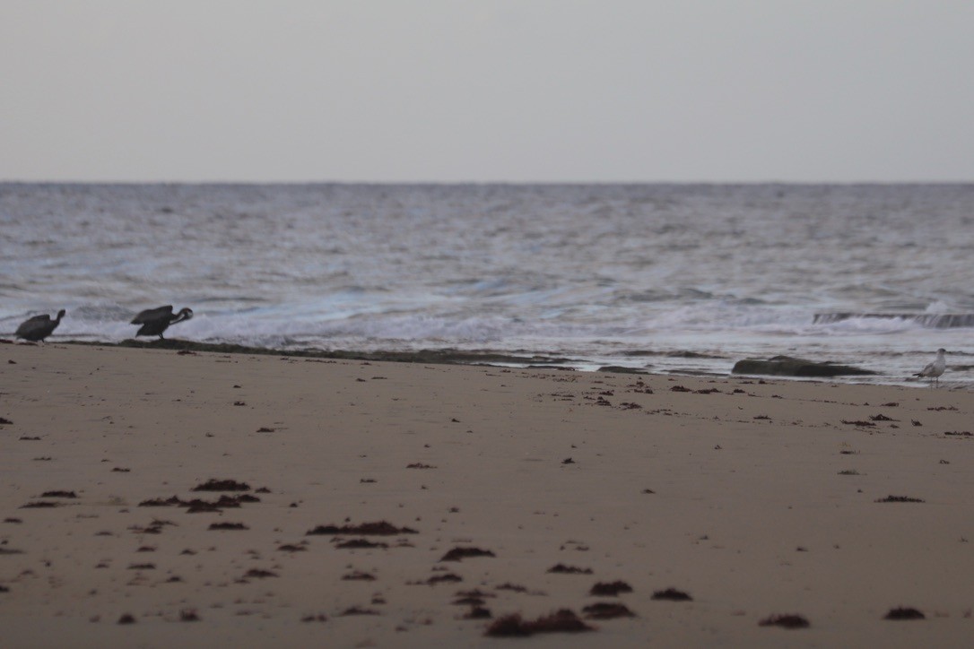 カッショクペリカン - ML646667822