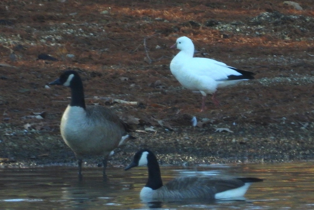 Zwergschneegans - ML646667823