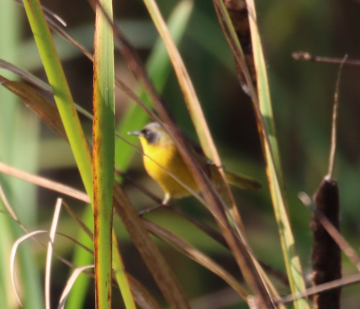 Black-polled Yellowthroat - ML646667825