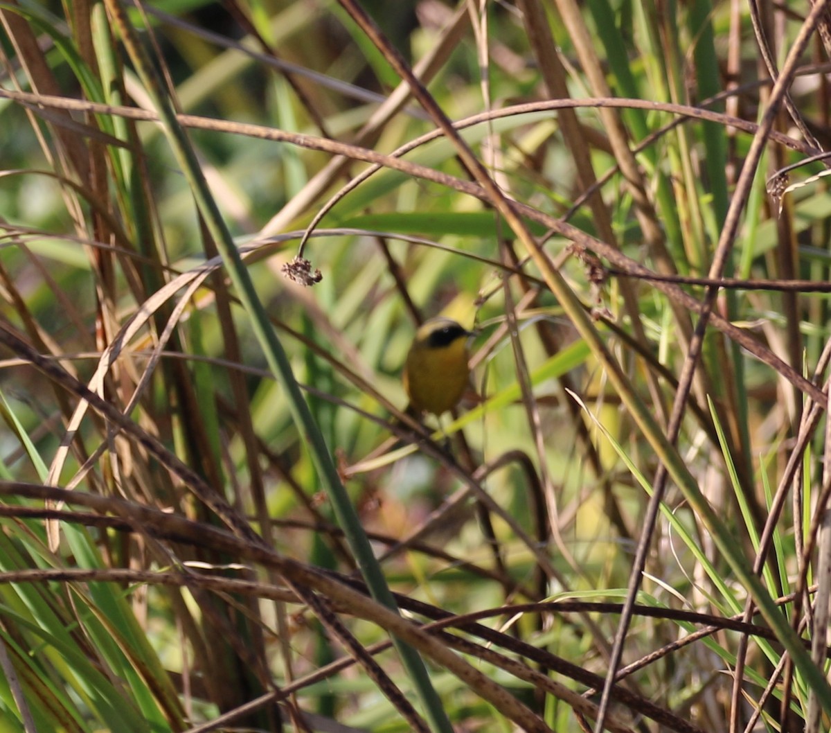 Black-polled Yellowthroat - ML646667826