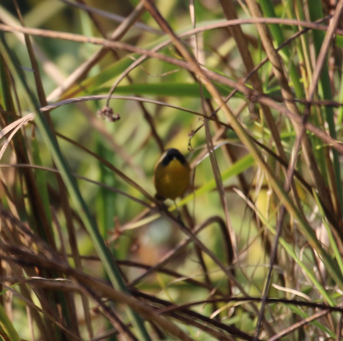 Black-polled Yellowthroat - ML646667827