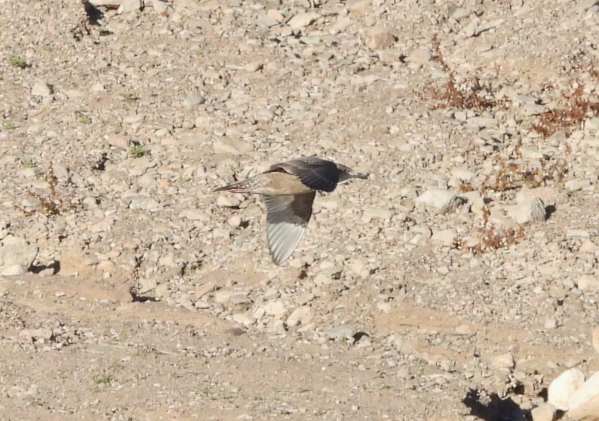 American Herring Gull - ML646667828