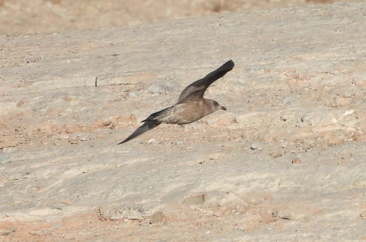 American Herring Gull - ML646667829