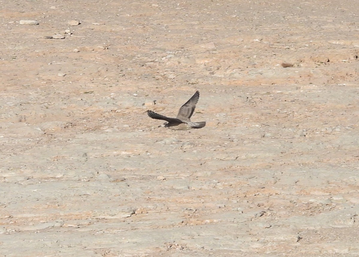 American Herring Gull - ML646667830