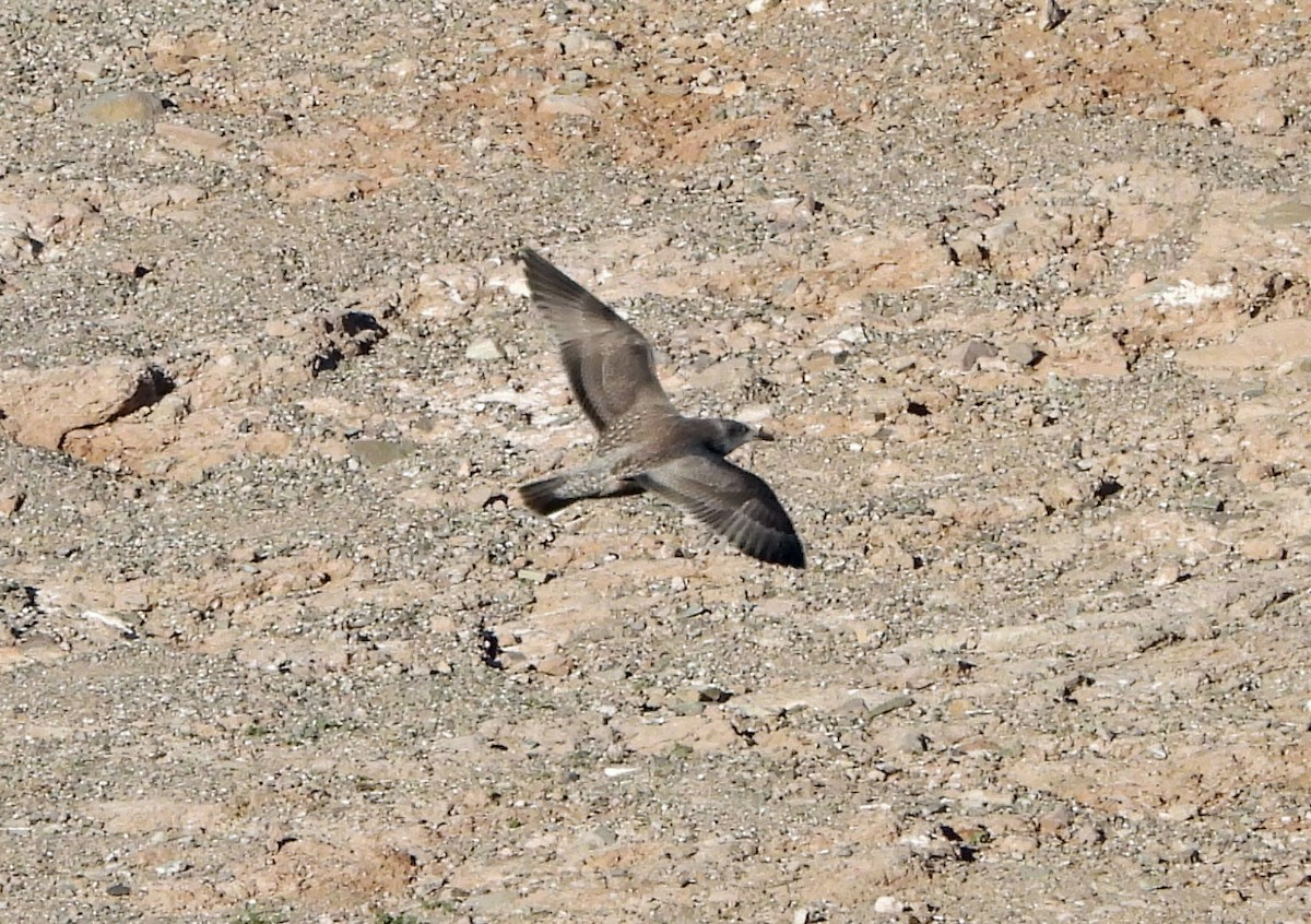 American Herring Gull - ML646667831