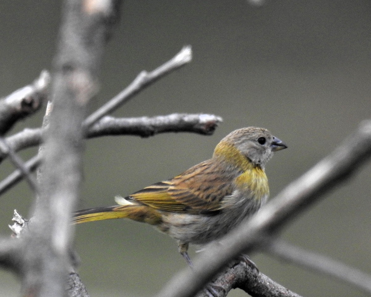 Saffron Finch - ML646667832
