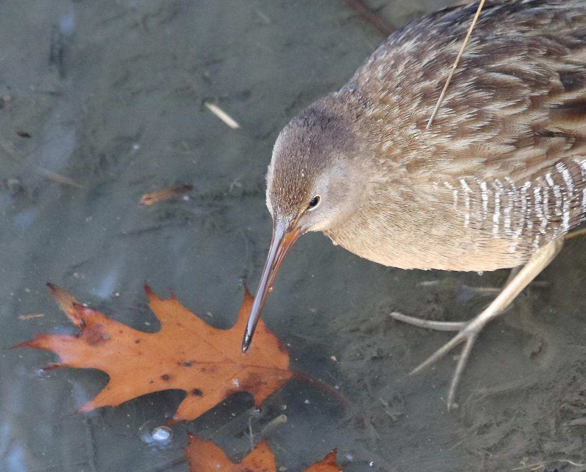 Пастушок узбережний - ML646667833